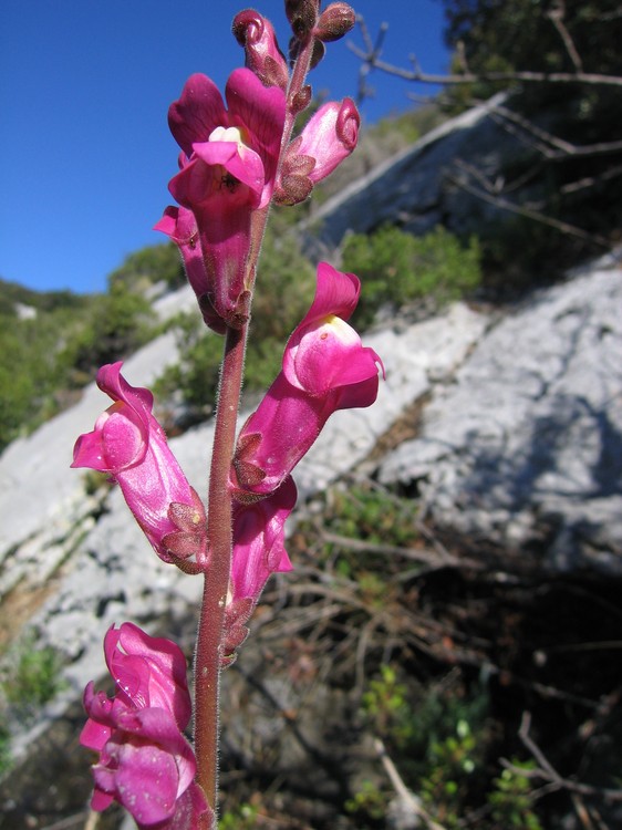 Antirrhinum majus